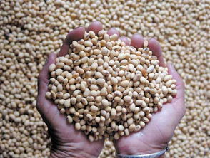 高價(jià)囤豆的代價(jià) 中國(guó)豆企應(yīng)警惕美方數(shù)據(jù)陷阱與市場(chǎng)博弈