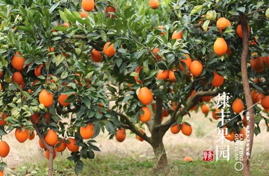 贛南臍橙 從初級農(nóng)產(chǎn)品到“任性霸屏”的華麗轉身