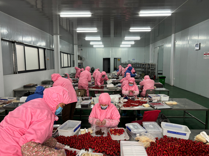 劉杜鎮(zhèn)山楂加工產(chǎn)業(yè)升級 高端糖葫蘆年產(chǎn)1500噸，打造初級農(nóng)產(chǎn)品精深加工新標桿